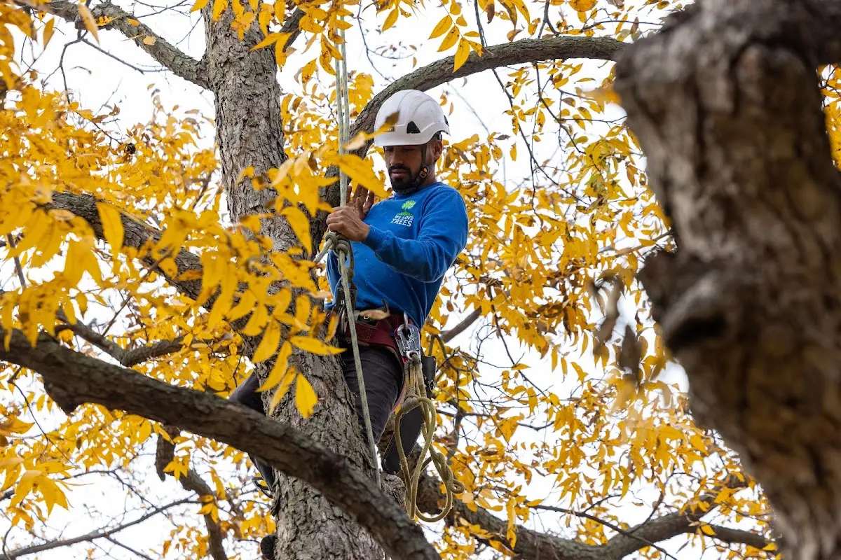 Skilled Tree Planting crew working in Centreville